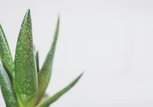 Aloe Vera, planta minune pentru problemele de piele